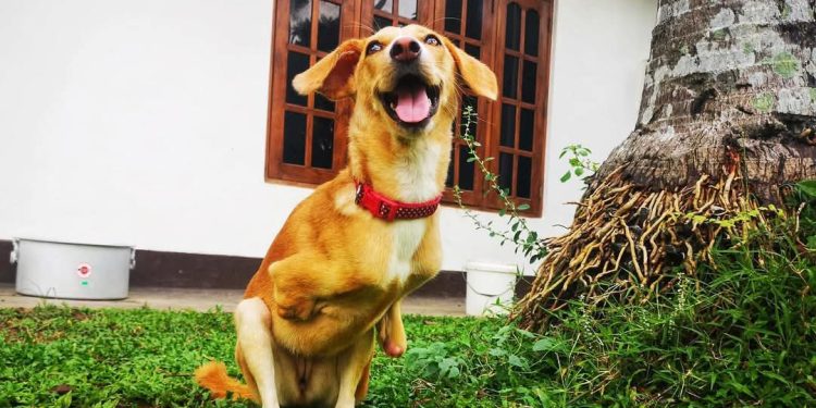 සුවහසක් සතුන්ගේ ජීවිත බේරා ගනිමින් ගොඩ නැගුණු කාරුණිකත්වයේ පාරාදීසය Animal SOS Sri Lanka