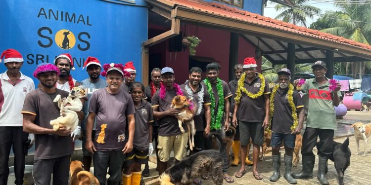 සුවහසක් සතුන්ගේ ජීවිත බේරා ගනිමින් ගොඩ නැගුණු කාරුණිකත්වයේ පාරාදීසය Animal SOS Sri Lanka
