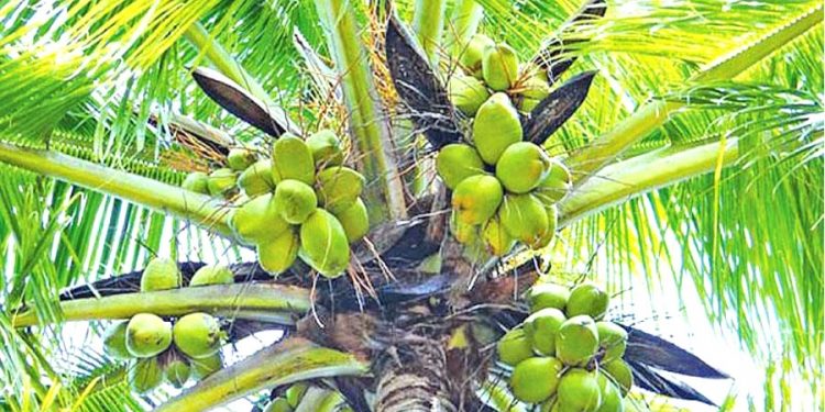 ‘වත්මන් පොල් අර්බුදය විසඳීම සඳහා රජය මැදිහත් විය යුතුයි’ ලංකා පොල් කර්මාන්ත මණ්ඩලය පවසයි