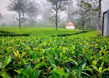 ලිප්ටන් නාමය ලොවට ගෙන ගිය දඹතැන්න වතුයායේ පුරාවෘත්තය