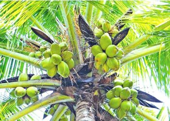 එක්සත් ජනපද අපනයනයන් සඳහා 20%ක තීරුබදු සහනයක් ලබා ගැනීම සම්බන්ධයෙන් ලංකා පොල් කර්මාන්ත මණ්ඩලය රජයට ස්තුතිය පල කරයි