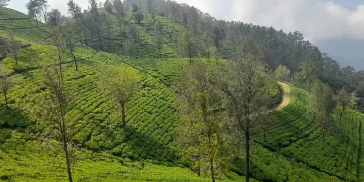 කැනවරෙල්ලා වතුයාය – 1880 සිට පැවත එන භූමිය, ජනතාව සහ උරුමය පෝෂණය කිරීම