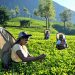 தோட்டத் தொழிலாளர்களின் நாளாந்த சம்பள உயர்வு