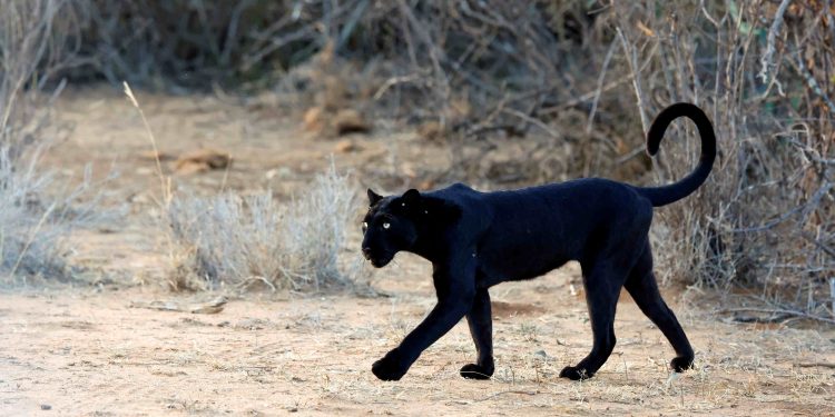 The Impossible Shot – வனவிலங்கு புகைப்படக்கலை மற்றும் கதைசொல்லல் பற்றிய ஒரு அற்புதமான மாலைப்பொழுது