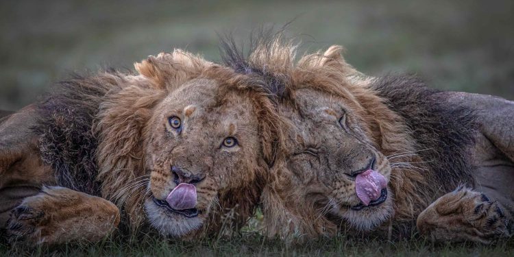 The Impossible Shot – வனவிலங்கு புகைப்படக்கலை மற்றும் கதைசொல்லல் பற்றிய ஒரு அற்புதமான மாலைப்பொழுது