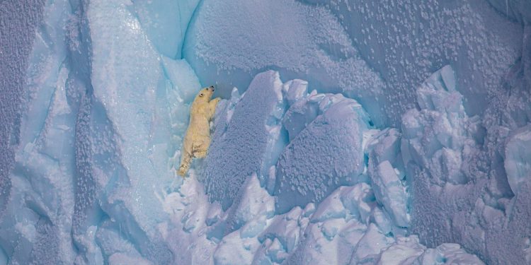 The Impossible Shot – வனவிலங்கு புகைப்படக்கலை மற்றும் கதைசொல்லல் பற்றிய ஒரு அற்புதமான மாலைப்பொழுது