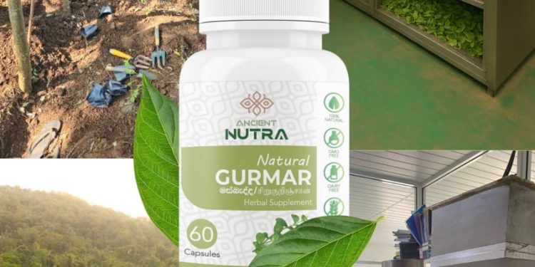 “Masbedda” Gurmar Show Promising Results in Reducing Blood Sugar: Study by Ancient Nutraceuticals in Nalanda