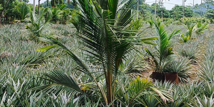 புத்தாக்கம், நிலைத்தன்மை மற்றும் கலாச்சார மரபுகளைக் கொண்ட நியூஷட்டல் எஸ்டேட்