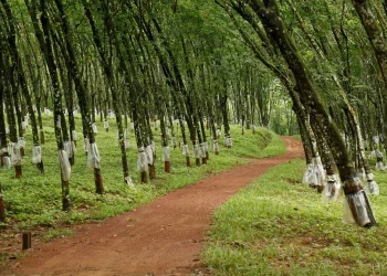 பொருளாதார மற்றும் கட்டமைப்பு அழுத்தங்களுக்கு மத்தியில் இலங்கையில் இக்கட்டான நிலையில் இருக்கும் இறப்பர் கைத்தொழில்