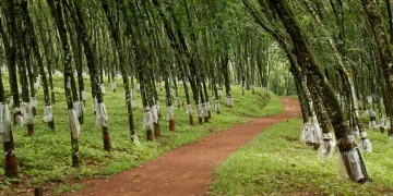 பொருளாதார மற்றும் கட்டமைப்பு அழுத்தங்களுக்கு மத்தியில் இலங்கையில் இக்கட்டான நிலையில் இருக்கும் இறப்பர் கைத்தொழில்