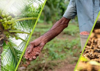 Effective Solutions for Enhancing Coconut Harvests from DIMO Agribusinesses