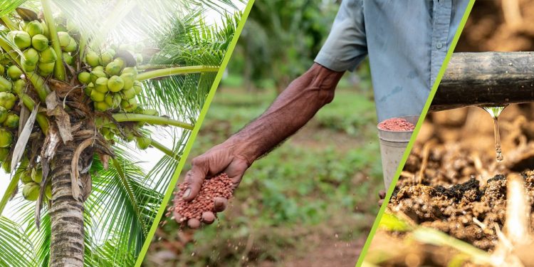 Effective Solutions for Enhancing Coconut Harvests from DIMO Agribusinesses