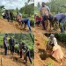 Basilur Tea celebrates International Tea Day with launch of ‘Roots of Ceylon’